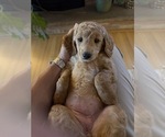 Small Goldendoodle (Miniature)