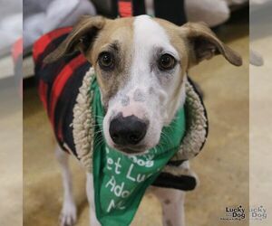 Retriever -Unknown Mix Dogs for adoption in Washington, DC, USA