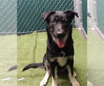 Small German Shepherd Dog