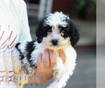Small #3 Poodle (Miniature)