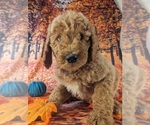 Small Photo #5 Poodle (Standard) Puppy For Sale in ROCKY MOUNT, VA, USA