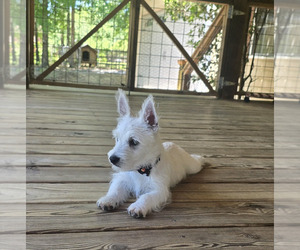 West Highland White Terrier Puppy for Sale in TALLASSEE, Alabama USA