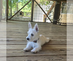 Small West Highland White Terrier