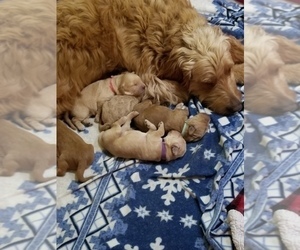 Mother of the Goldendoodle puppies born on 06/29/2022
