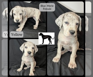 Great Dane Puppy for Sale in LAWRENCEBURG, Kentucky USA