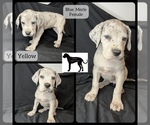 Small Photo #1 Great Dane Puppy For Sale in LAWRENCEBURG, KY, USA