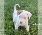 Small #31 Bullboxer Pit
