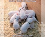 Small Photo #54 Dogo Argentino Puppy For Sale in JANE, MO, USA