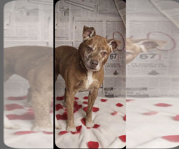 Medium Photo #7 Mutt Puppy For Sale in Foristell, MO, USA