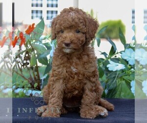 Goldendoodle (Miniature) Puppy for sale in EAST EARL, PA, USA