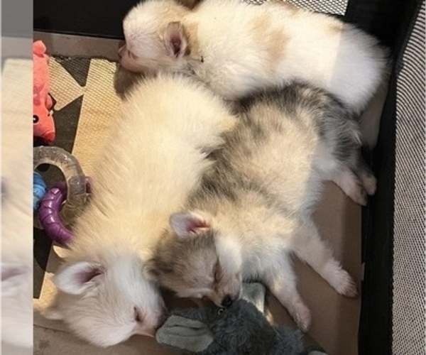 Medium Photo #1 Pomsky Puppy For Sale in GOLDEN VALLEY, AZ, USA