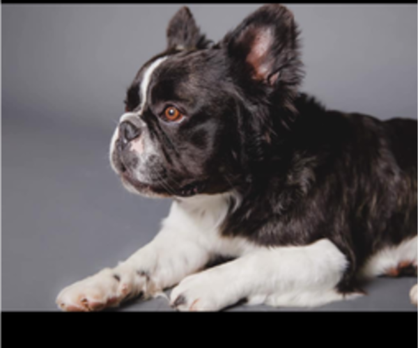 Medium Photo #1 French Bulldog Puppy For Sale in HESPERIA, CA, USA