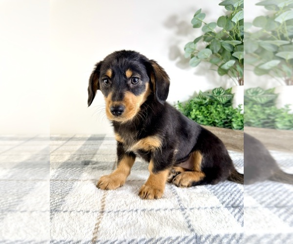 Medium Photo #4 Dorgi Puppy For Sale in GREENFIELD, IN, USA