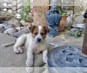 Jack Russell Terrier Dogs for adoption in TARZANA, CA, USA