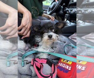 Mutt Dogs for adoption in Brooklyn, NY, USA