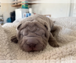 Chinese Shar-Pei Puppy for sale in KENNEWICK, WA, USA