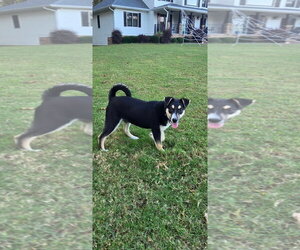 Wednesday - Female Alusky Dog for Adoption - Photo #2