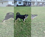 Small Photo #2 Alusky Puppy For Sale in Ball Ground, GA, USA