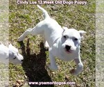 Small Photo #160 Dogo Argentino Puppy For Sale in PINEVILLE, MO, USA