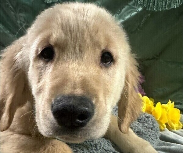 Medium Photo #7 Golden Retriever Puppy For Sale in MERCED, CA, USA