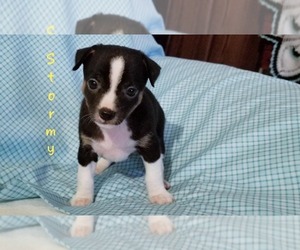 Rat Terrier Puppy for sale in CLARKRANGE, TN, USA