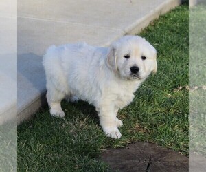 Golden Retriever Puppy for sale in GAP, PA, USA