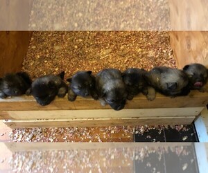 Keeshond Puppy for sale in CLAREMONT, NH, USA