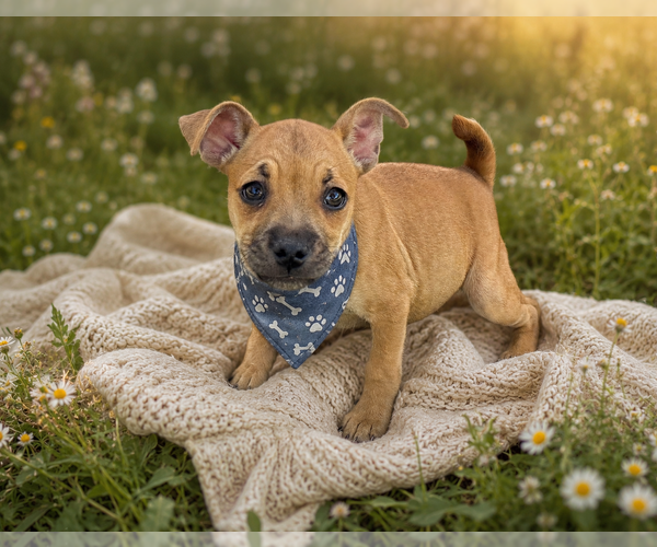 Medium Photo #3 Chug Puppy For Sale in Phoenix, AZ, USA