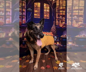 German Shepherd Dog Dogs for adoption in Riverside, CA, USA