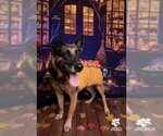 PEACHES - Female German Shepherd Dog Dog for Adoption - Small photo