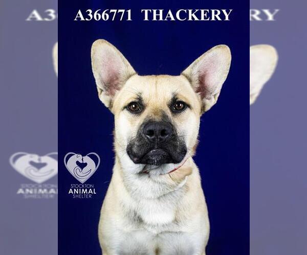 Medium Photo #2 German Shepherd Dog-Unknown Mix Puppy For Sale in Stockton, CA, USA