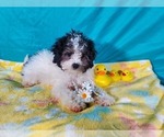Small #5 Goldendoodle-Poodle (Toy) Mix