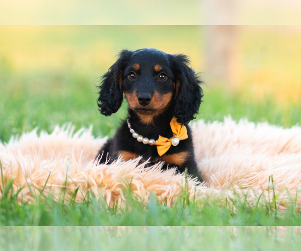 Medium Photo #37 Dachshund Puppy For Sale in WARSAW, IN, USA