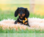 Small Photo #37 Dachshund Puppy For Sale in WARSAW, IN, USA