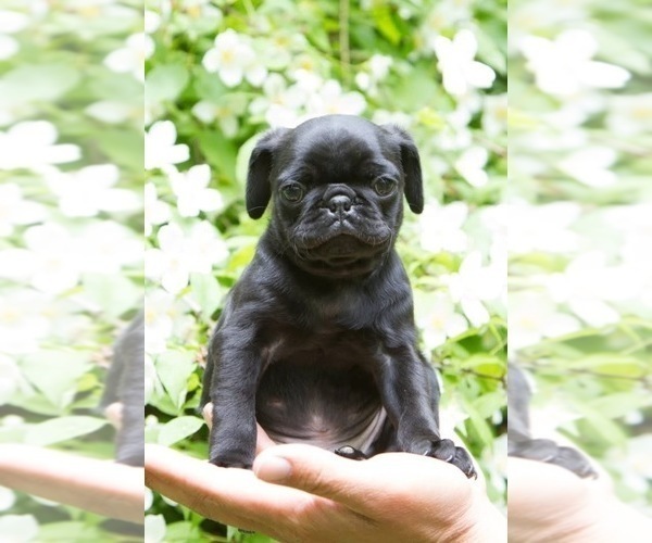 Medium Photo #3 Pug Puppy For Sale in HANNA CITY, IL, USA