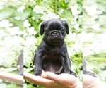 Small Photo #3 Pug Puppy For Sale in HANNA CITY, IL, USA