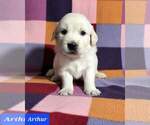 Small Photo #15 Golden Retriever Puppy For Sale in AIKEN, SC, USA