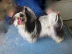 Small Photo #1 Havanese Puppy For Sale in COLEMAN, TX, USA