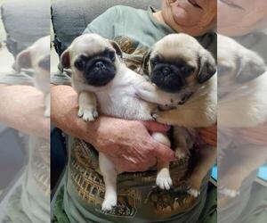 Pug Puppy for Sale in VERSAILLES, Missouri USA
