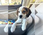 Small Photo #3 Beagle Puppy For Sale in Arlington, VA, USA