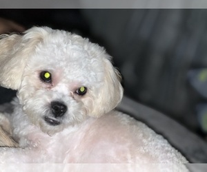 Zuchon Puppy for sale in HUNTSVILLE, TX, USA