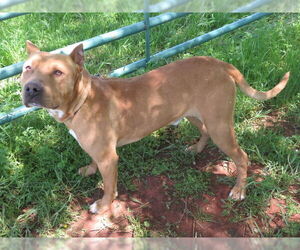 American Pit Bull Terrier Dogs for adoption in Oklahoma City, OK, USA