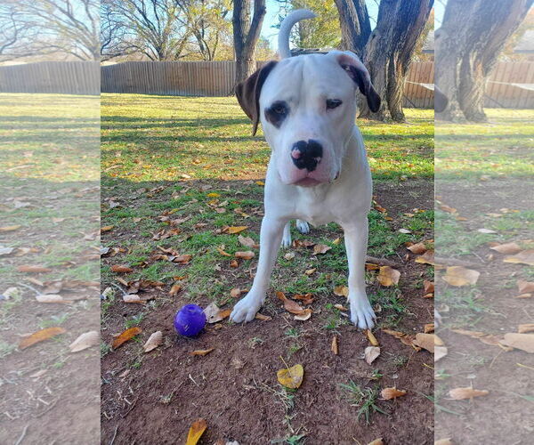 Medium Photo #15 Saint Bernard-Staffordshire Bull Terrier Mix Puppy For Sale in Fort Worth, TX, USA