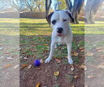 Small #14 Saint Bernard-Staffordshire Bull Terrier Mix