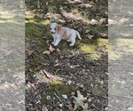 Small #6 Cavachon