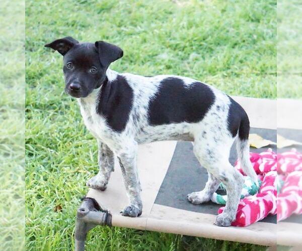 Medium Photo #2 Jack Russell Terrier-Unknown Mix Puppy For Sale in San Diego, CA, USA