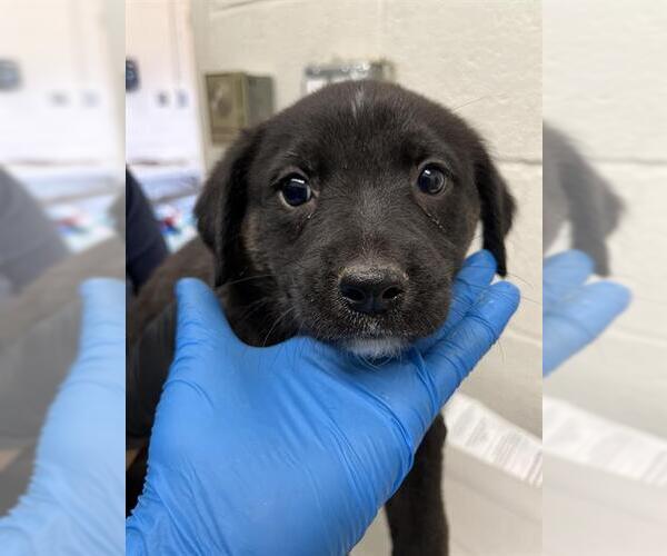 Medium Photo #1 Labrador Retriever-Unknown Mix Puppy For Sale in Chula Vista, CA, USA