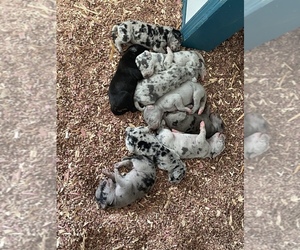 Great Dane Puppy for sale in ROSSVILLE, GA, USA