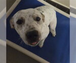 Small Mutt
