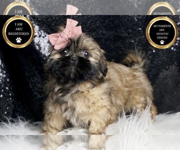 Medium Photo #8 Shih Tzu Puppy For Sale in WARSAW, IN, USA